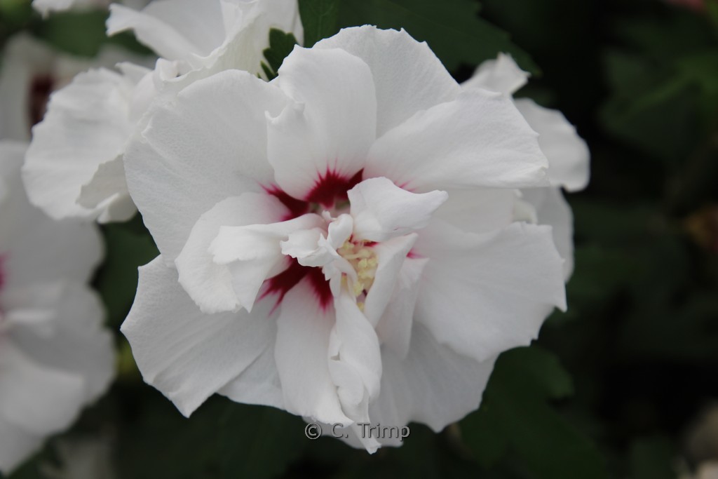 Hibiscus syriacus ‚Speciosus‘