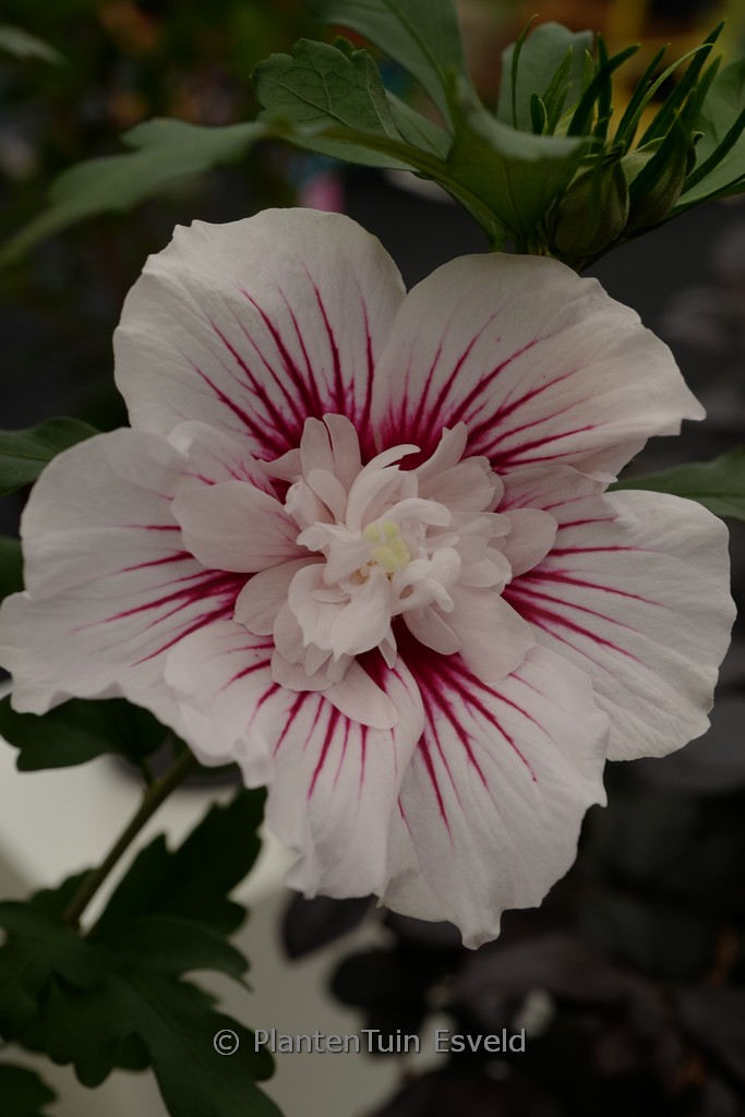 Hibiscus syriacus ‚Starburst Chiffon‘