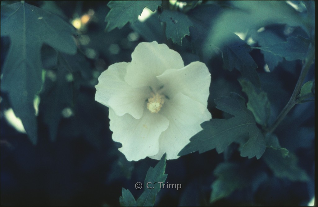 Hibiscus syriacus ‚Totus Albus‘