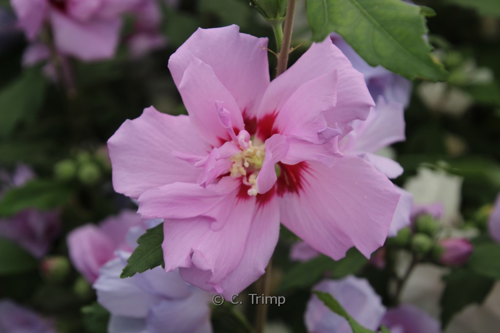 Hibiscus syriacus ‚Violet Clair Double‘