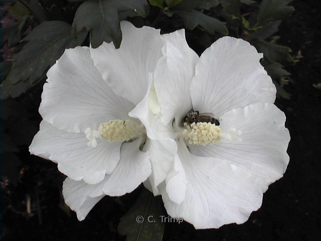 Hibiscus syriacus ‚W.R. Smith‘