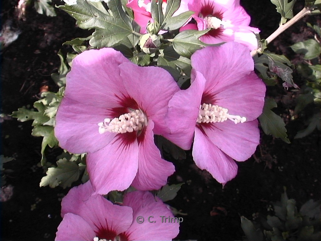 Hibiscus syriacus ‚Woodbridge‘