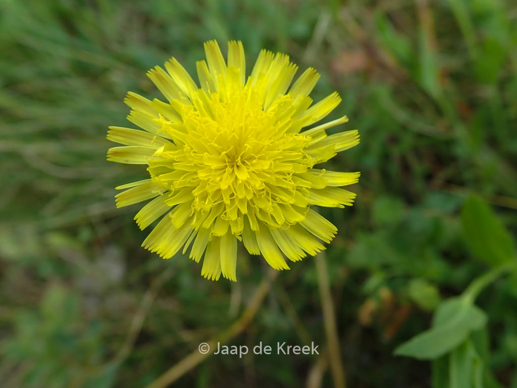 Hieracium pilosella