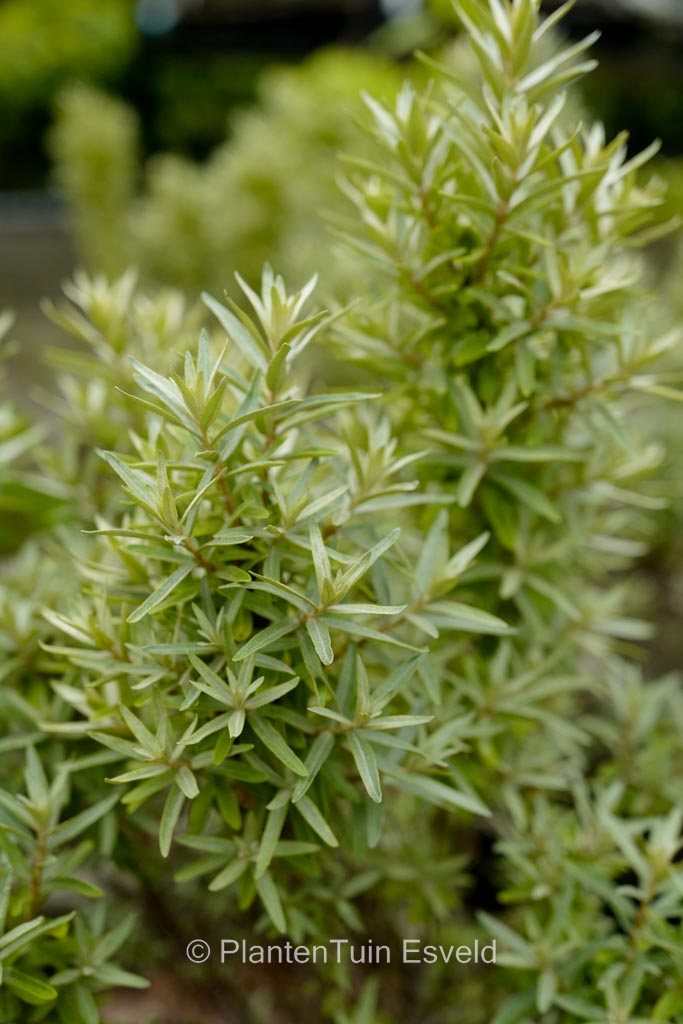 Hippophae rhamnoides ‚Darsspel‘ (SILVER STAR)