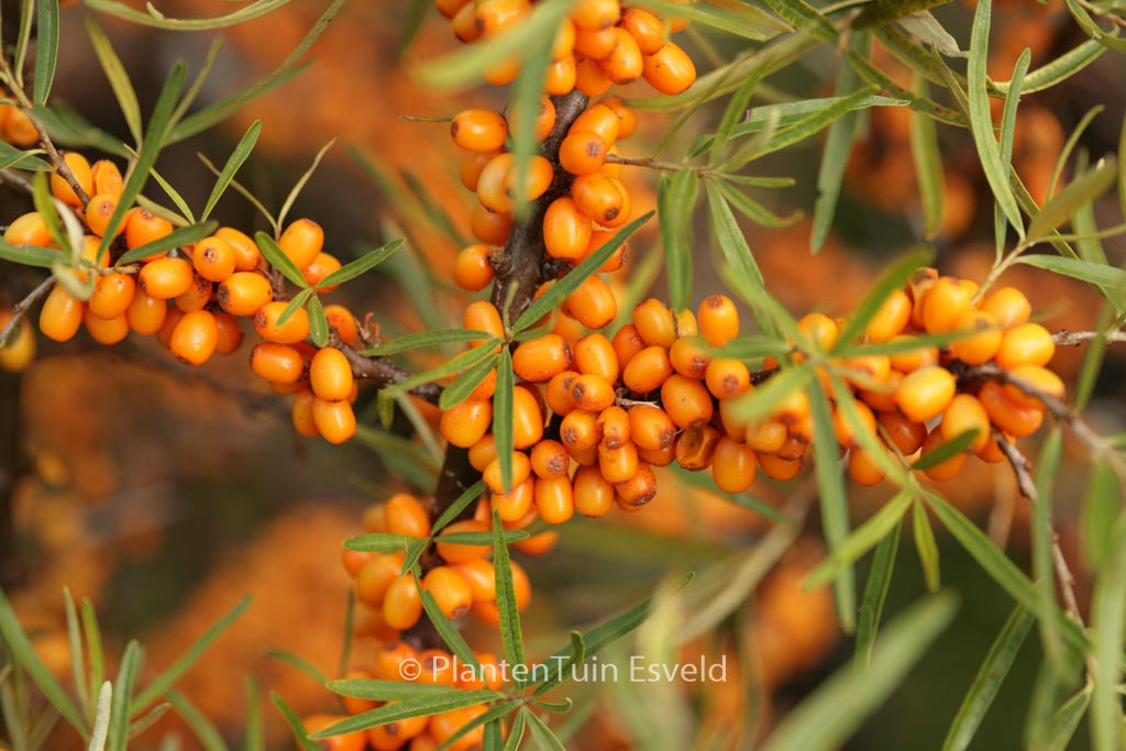 Hippophae rhamnoides ‚Hergo‘