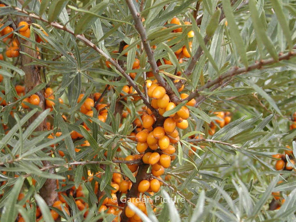 Hippophae rhamnoides ‚Leikora‘