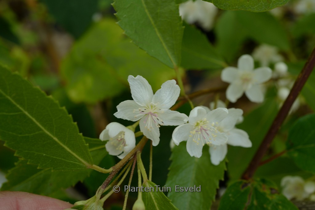 Hoheria sextylosa ‚Stardust‘