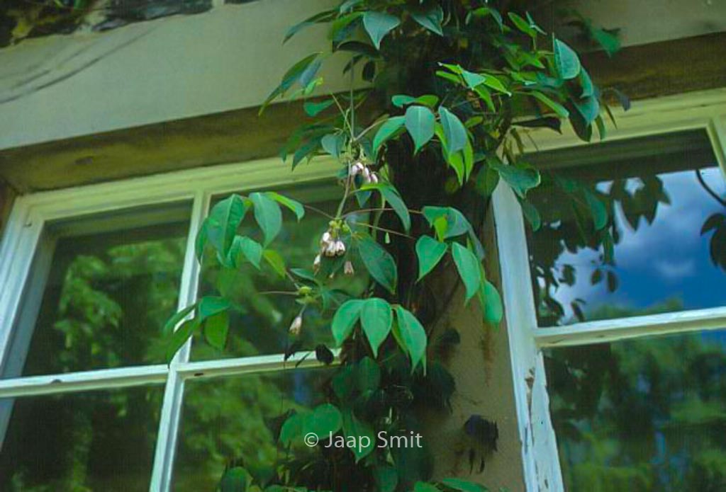 Holboellia latifolia