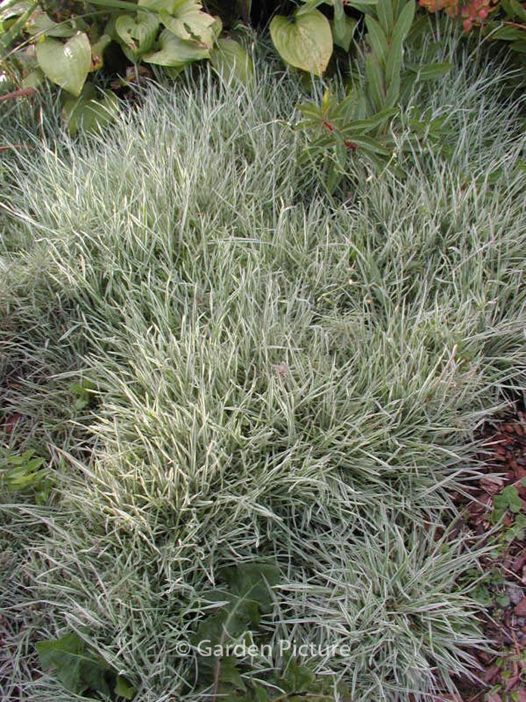 Holcus mollis ‚White Fog‘