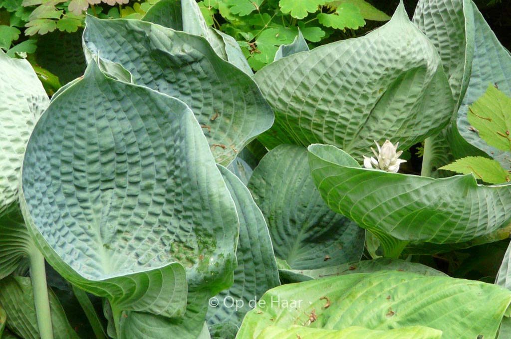 Hosta ‚Abiqua Drinking Gourd‘