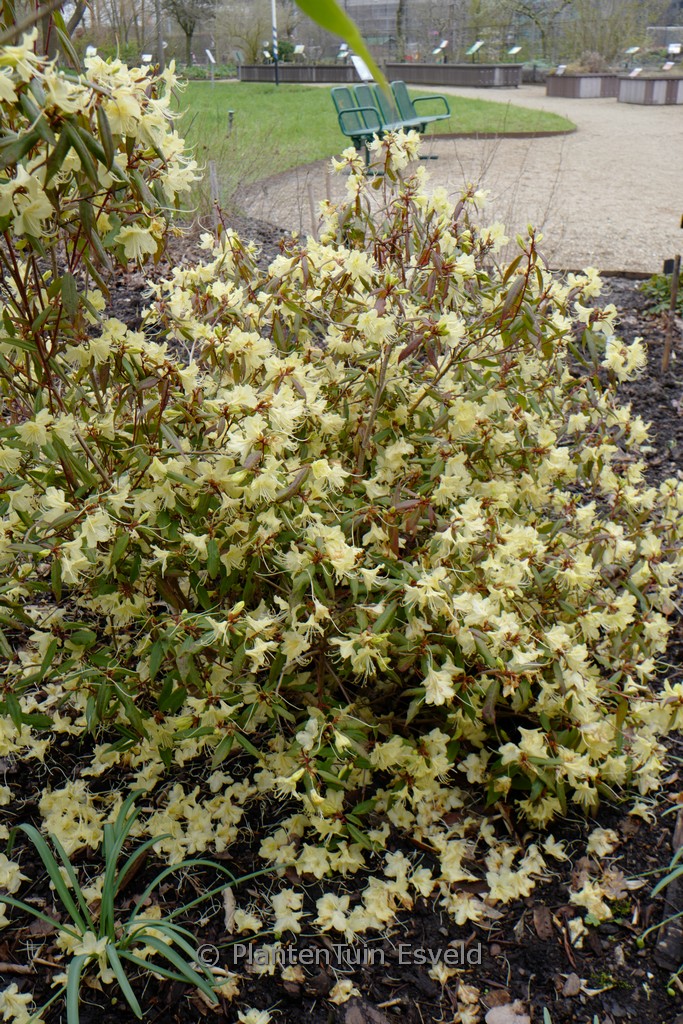 Hosta ‚Allegan Fog‘