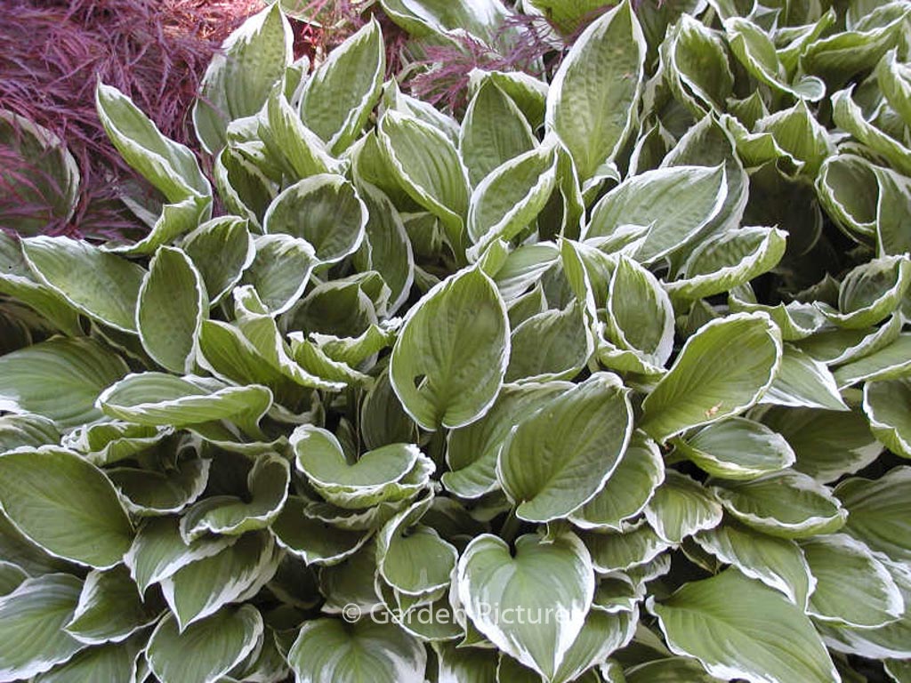 Hosta ‚Antioch‘