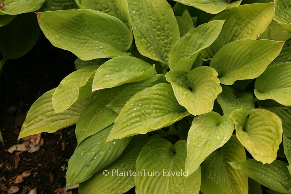 Hosta ‚August Moon‘