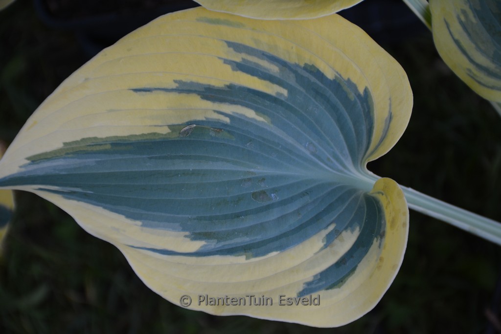 Hosta ‚Autumn Frost‘