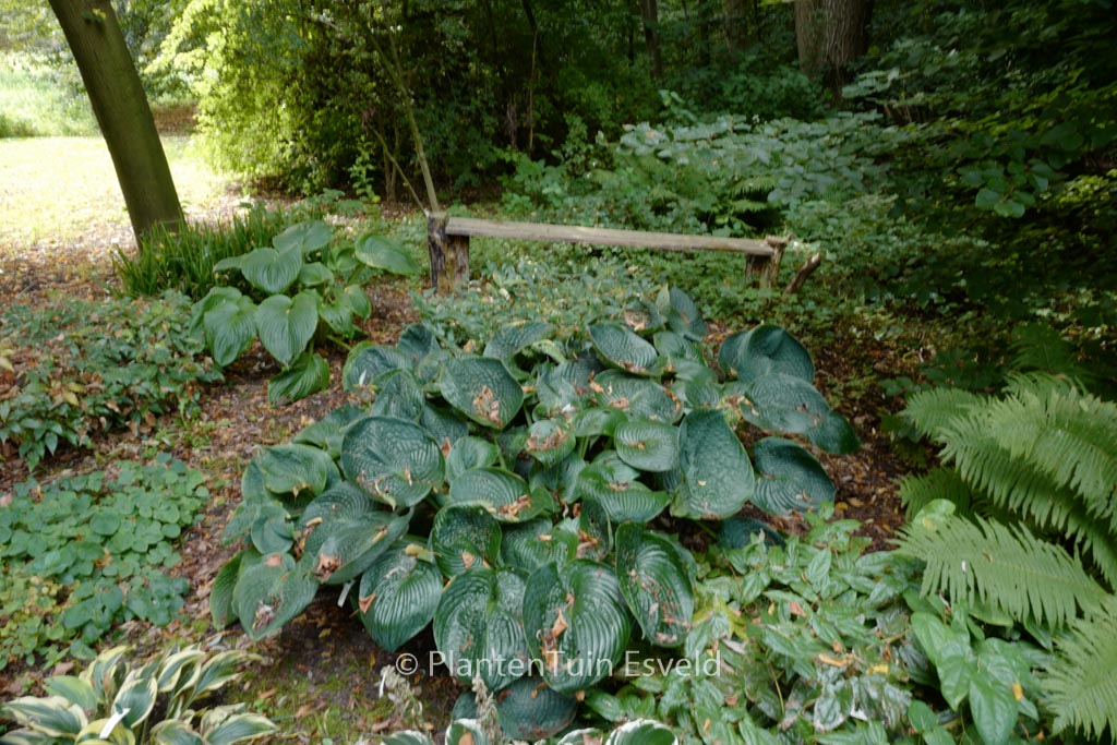 Hosta ‚Big Daddy‘