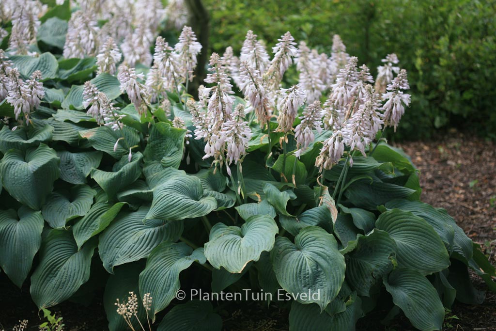 Hosta ‚Blue Angel‘