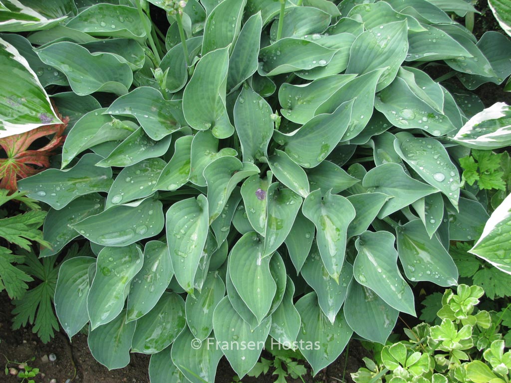 Hosta ‚Blue Cadet‘