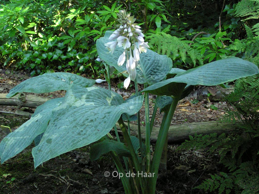 Hosta ‚Blue Mammoth‘