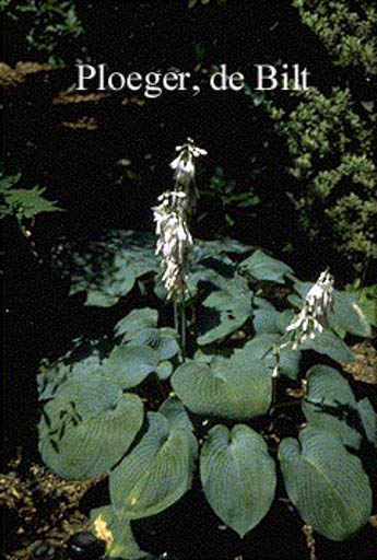 Hosta ‚Bressingham Blue‘