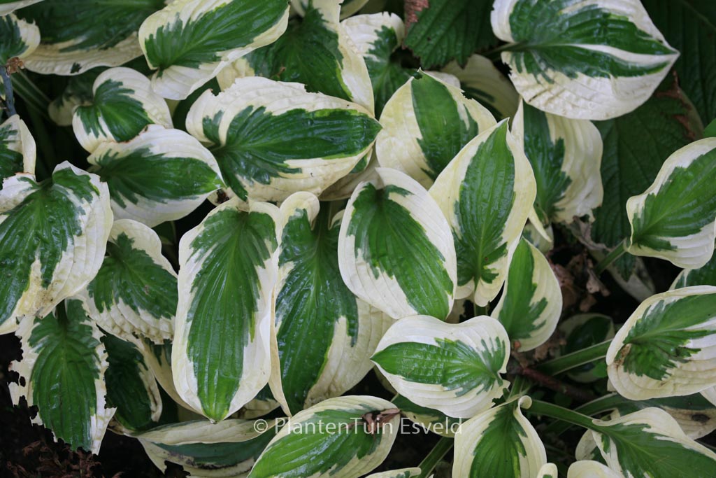 Hosta ‚Brim Cup‘