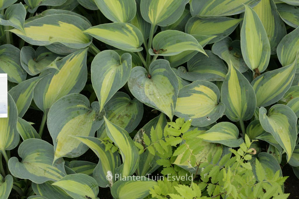 Hosta ‚Catherine‘