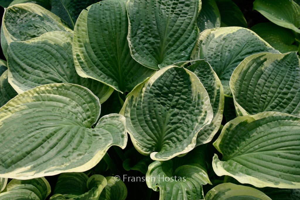 Hosta ‚Christmas Tree‘
