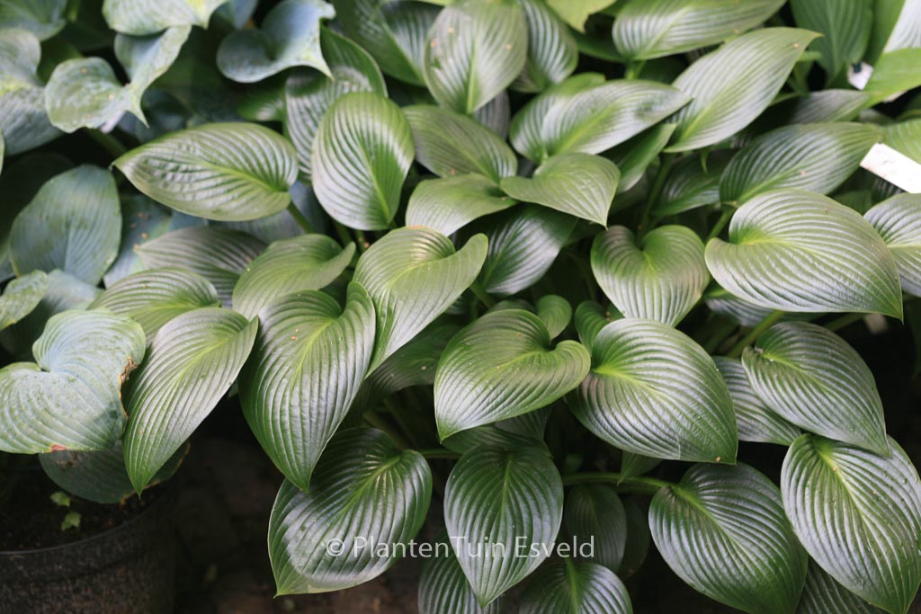 Hosta ‚Devon Green‘
