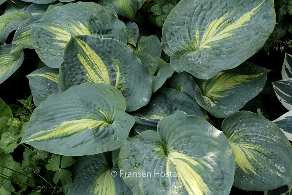 Hosta ‚Dream Queen‘