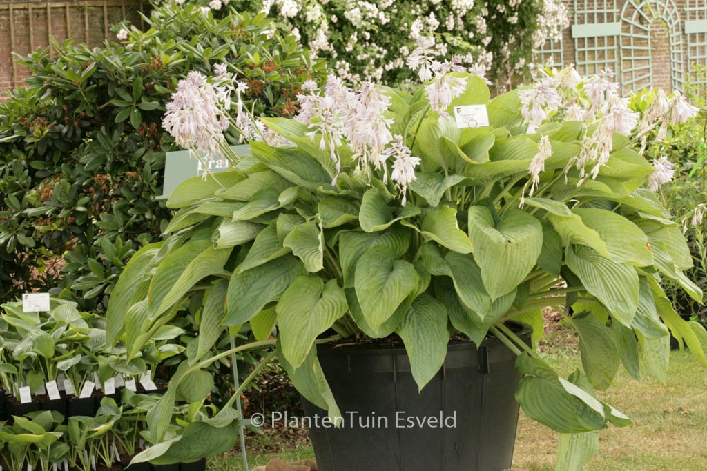 Hosta ‚Empress Wu‘