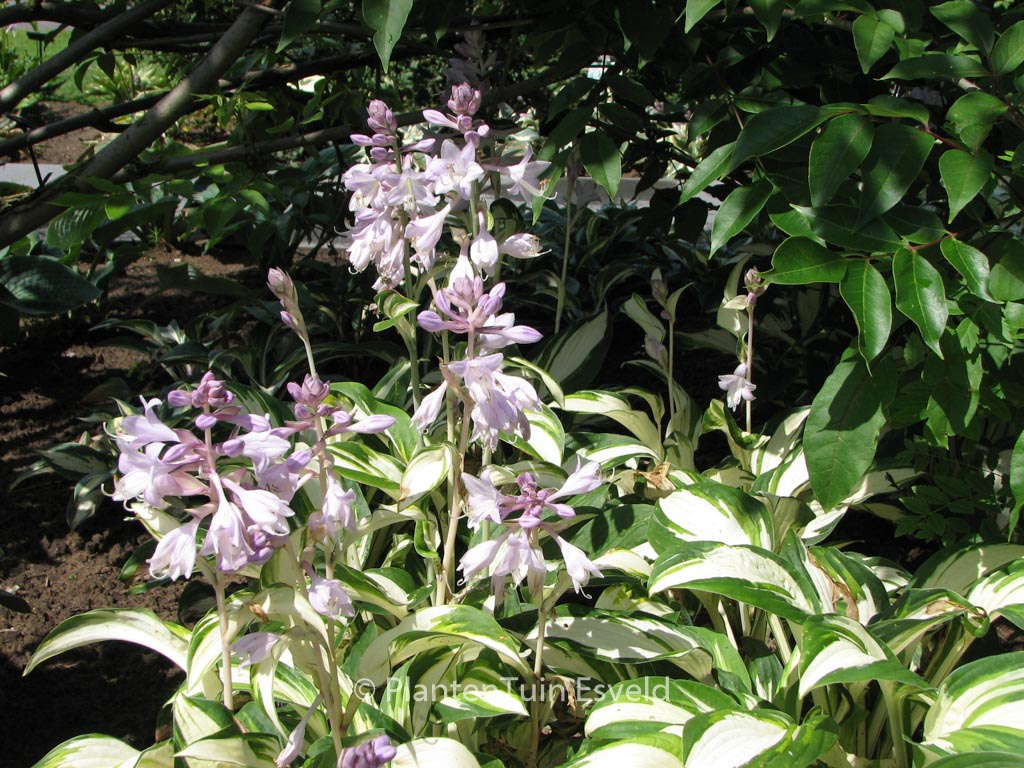 Hosta ‚Enterprise‘