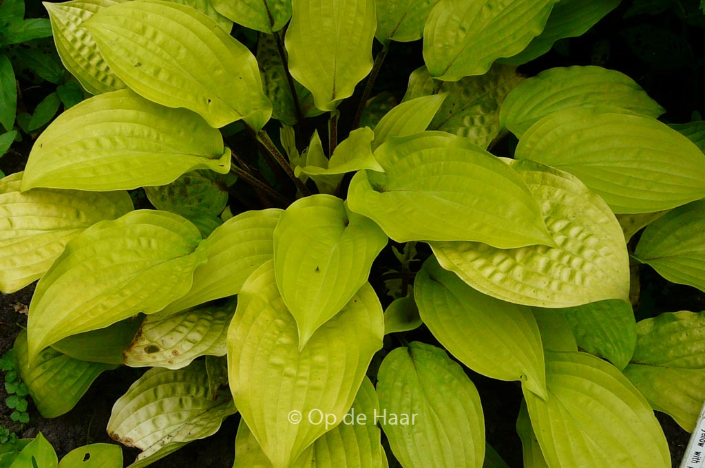 Hosta ‚Fire Island‘