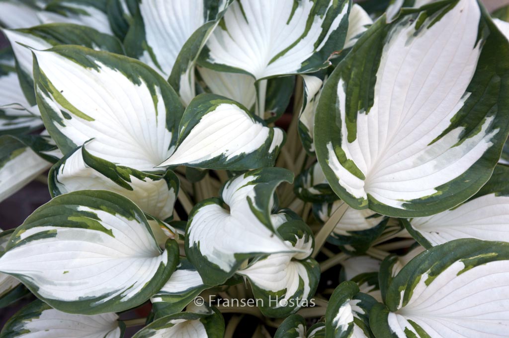 Hosta ‚Fire and Ice‘