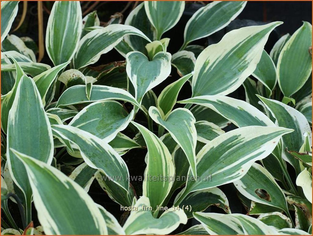 Hosta ‚Firn Line‘