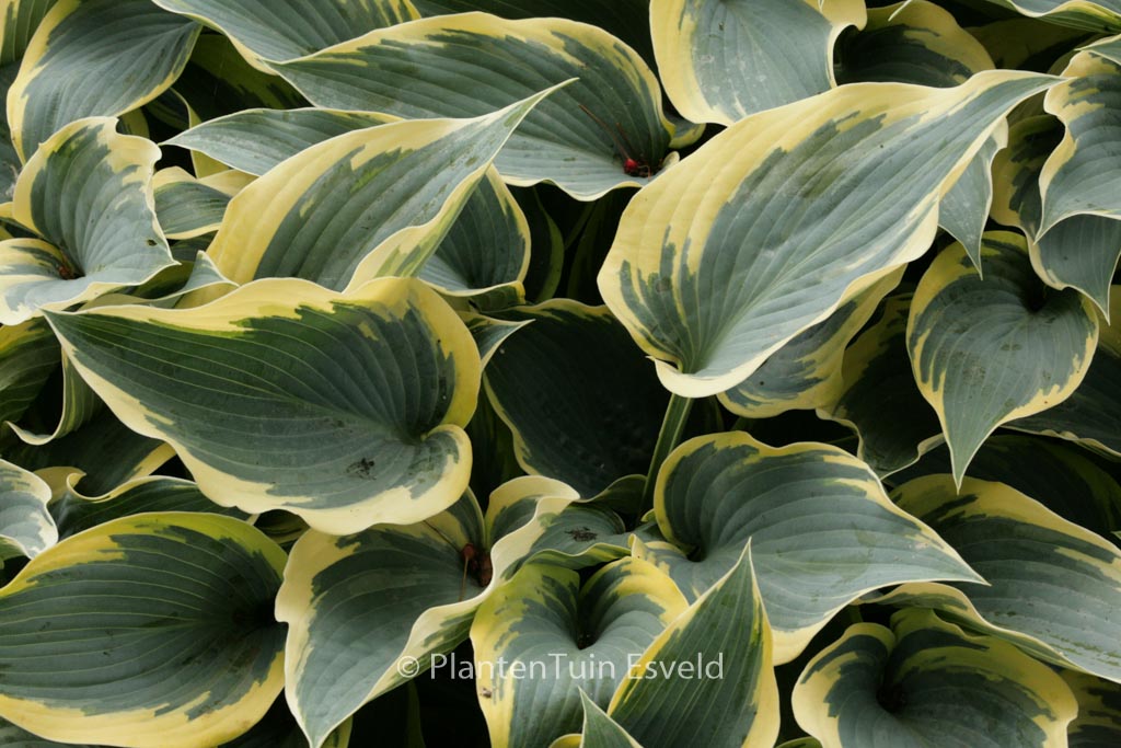 Hosta ‚First Frost‘