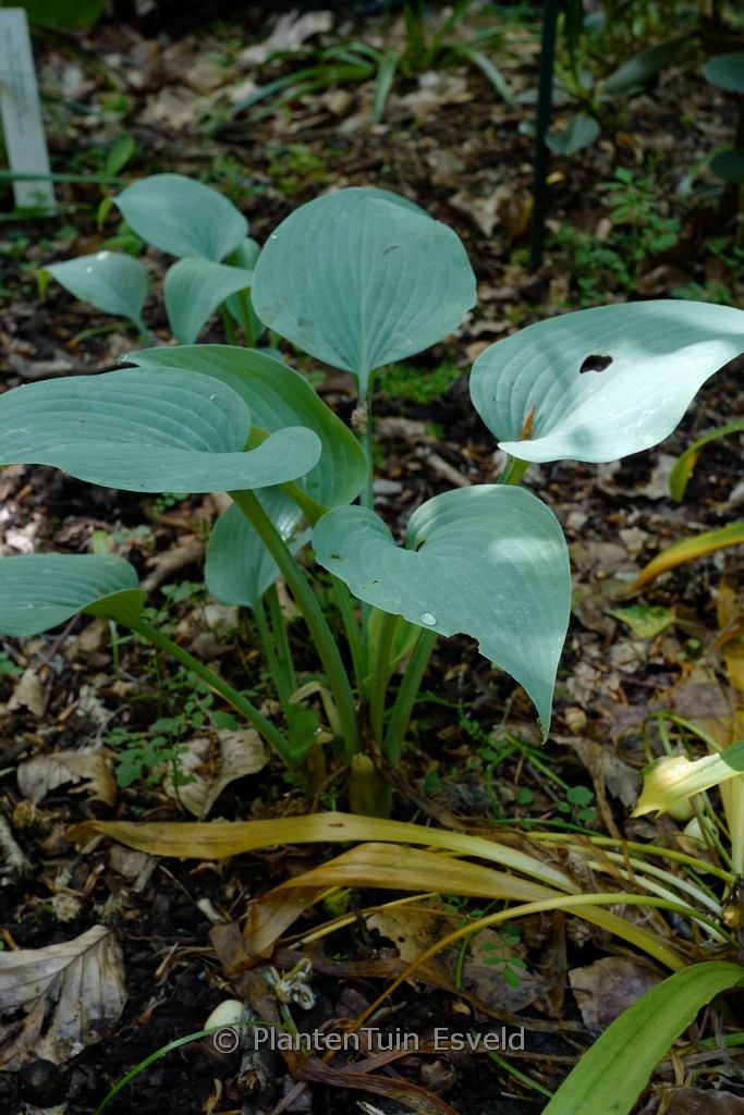 Hosta ‚Fragrant Blue‘
