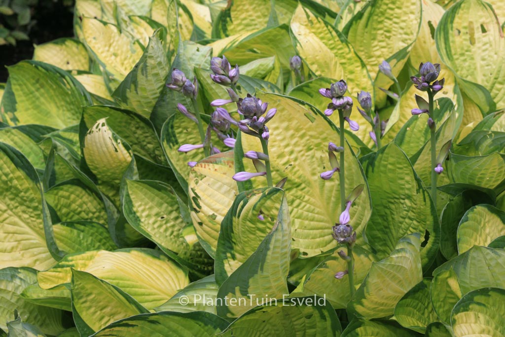 Hosta ‚Gold Standard‘