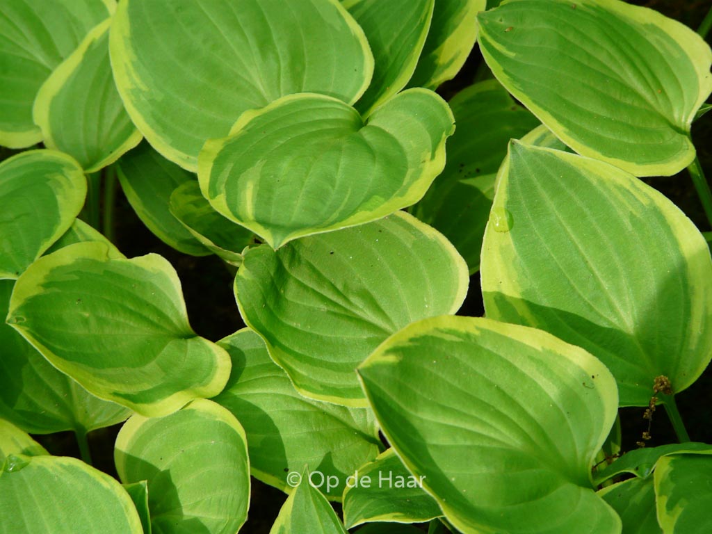 Hosta ‚Golden Tiara‘