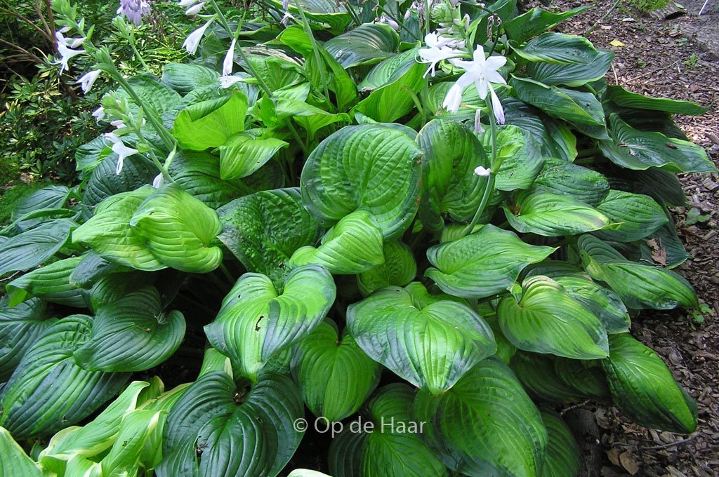 Hosta ‚Guacamole‘