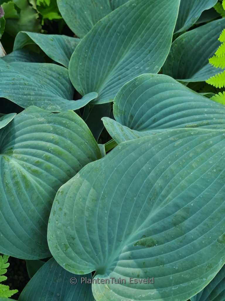 Hosta ‚Halcyon‘