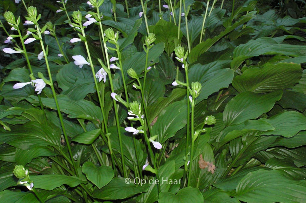 Hosta ‚Honeybells‘