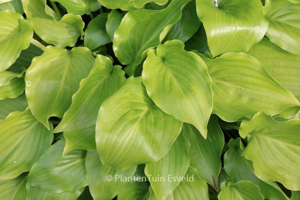 Hosta ‚Invincible‘