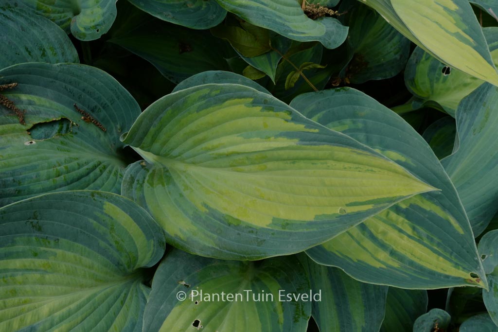 Hosta ‚June‘