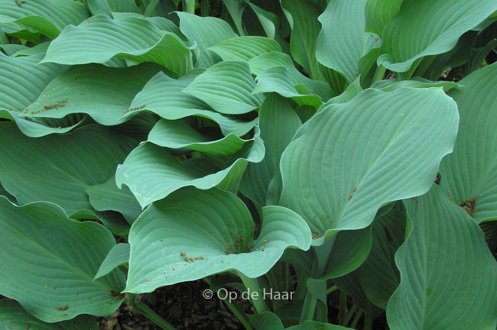Hosta ‚Krossa Regal‘