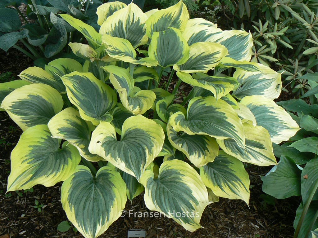 Hosta ‚Liberty‘