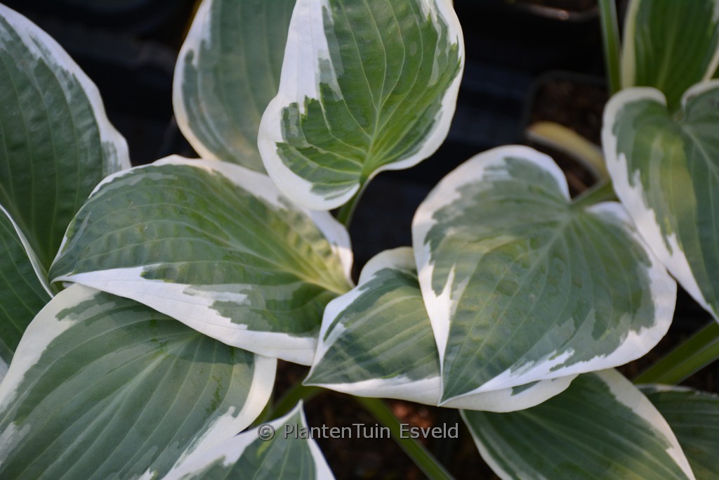 Hosta ‚Marshmallow Clouds‘