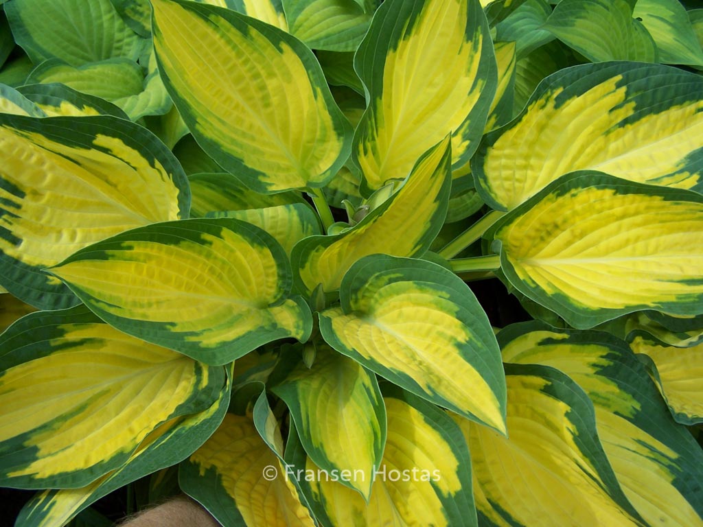Hosta ‚Orange Marmelade‘