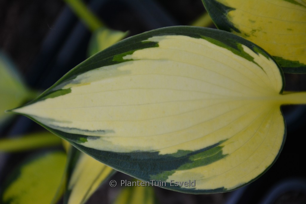 Hosta ‚Orange Star‘