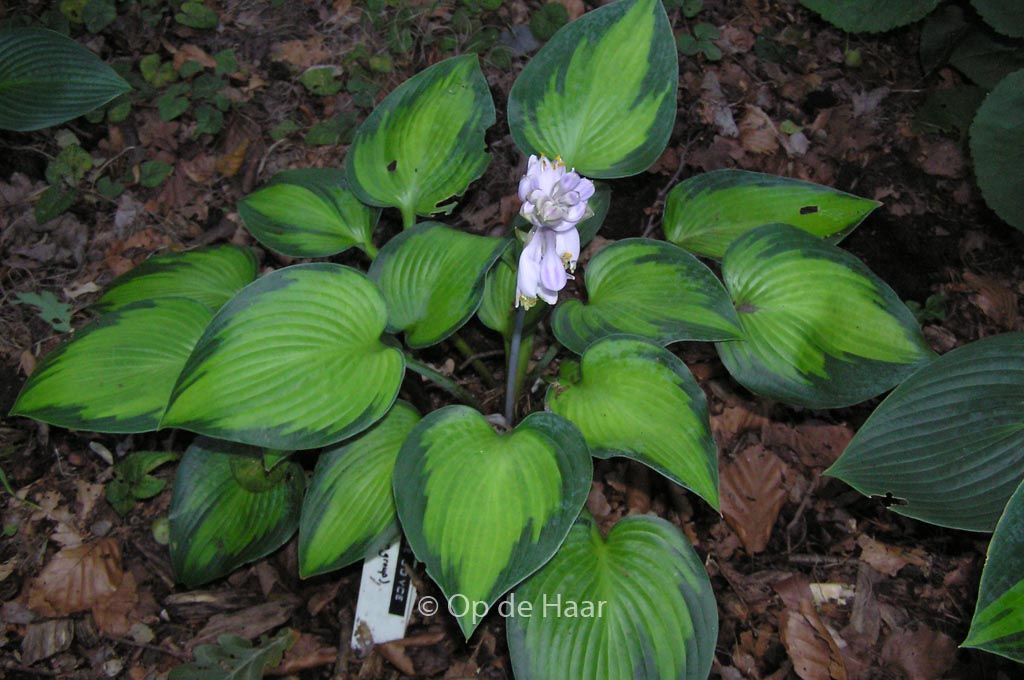 Hosta ‚Paradise Joyce‘