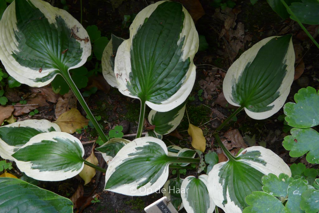 Hosta ‚Patriot‘