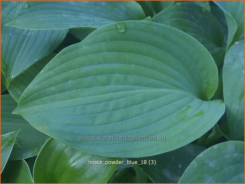 Hosta ‚Powder Blue‘